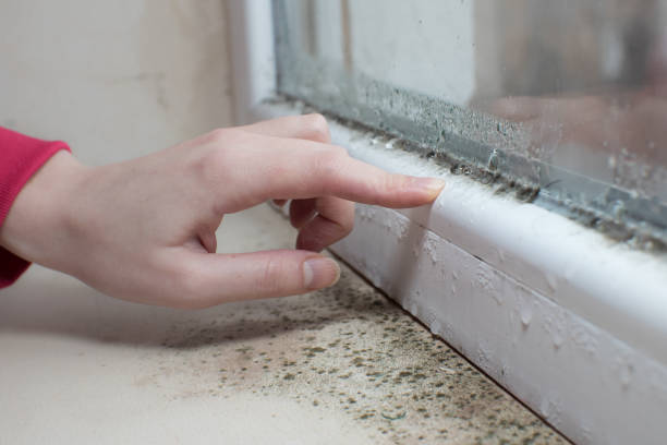 Best Mold Odor Removal Services  in Stryker, OH