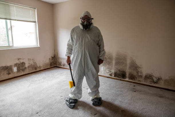 Best Water Damage & Mold Remediation  in Stryker, OH